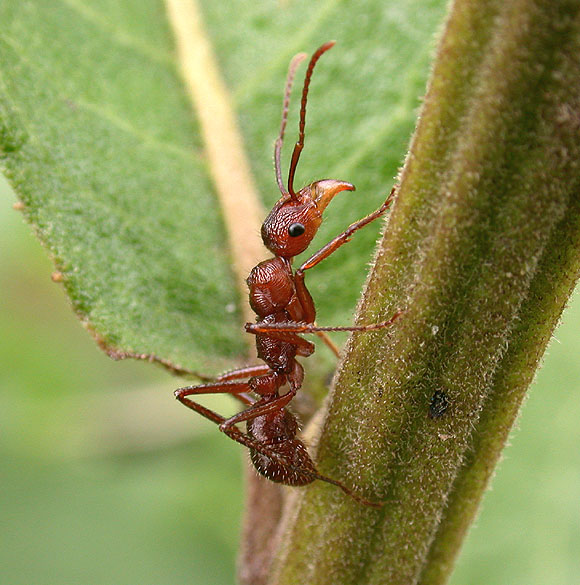 FIGURE 1e FIGURE 1e